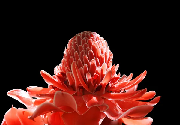 Stock image Torch Ginger or Etlingera Elatior on a black background