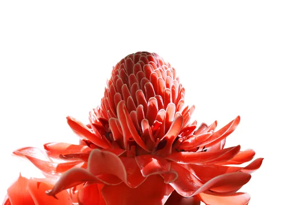 stock image Torch Ginger or Etlingera Elatior on a white background