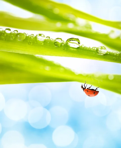 Lieveheersbeestje op een groen gras — Stockfoto