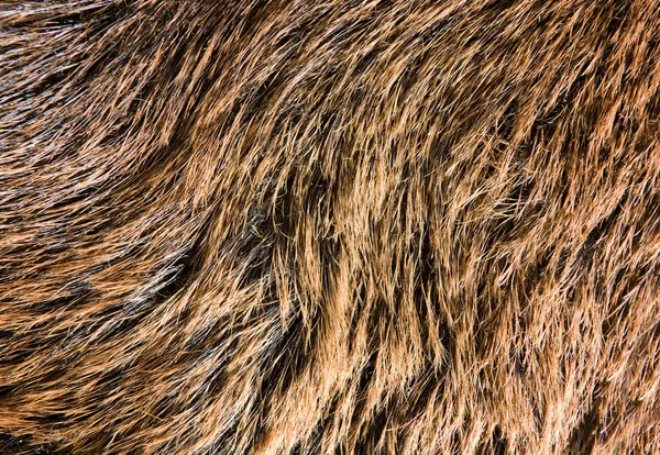 Fur Texture — Stock Photo, Image
