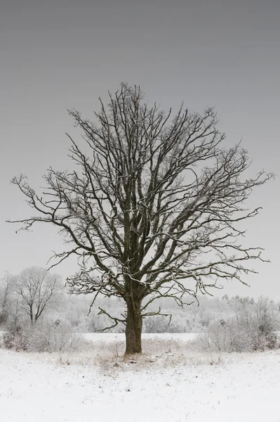 Krajobraz Zimowy — Zdjęcie stockowe