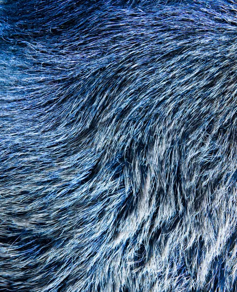 Fur texture (toned in blue) — Stock Photo, Image