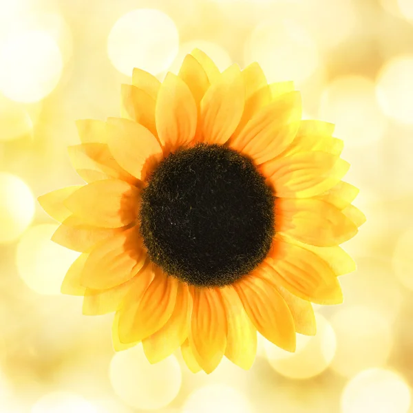 Sonnenblume Über Abstraktem Hintergrund — Stockfoto