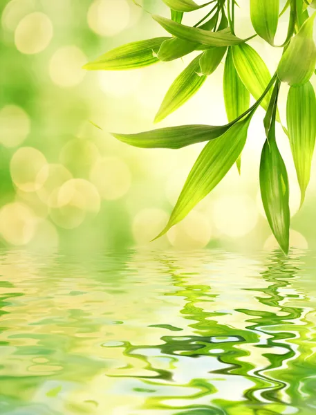 Bambus liście odbite w wodzie świadczonych — Zdjęcie stockowe