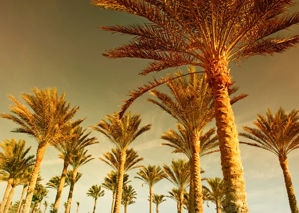 Lasu Palmowego Zachodzie Słońca — Zdjęcie stockowe