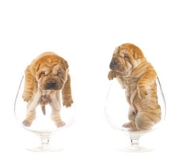 Sharpei puppies inside glasses clipart