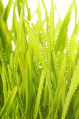 Close-up shot of green grass with rain drops on it clipart