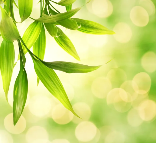 Bamboo Leaves Abstract Blurred Background — Stock Photo, Image