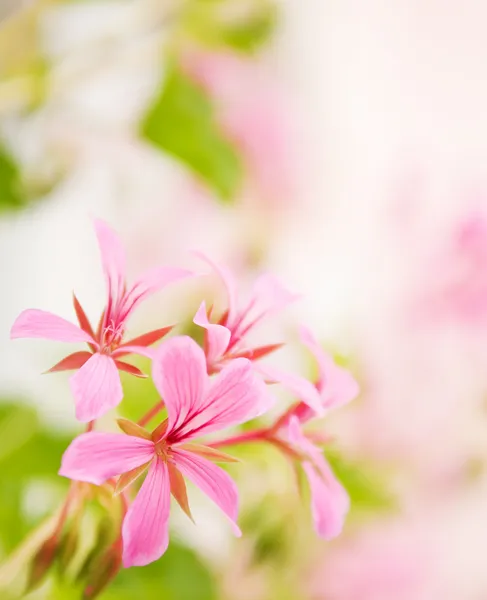 Hermosas flores con un bonito fondo desenfocado —  Fotos de Stock