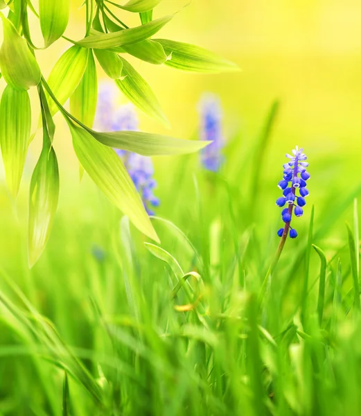 在一片草地上美丽的蓝色花朵 — 图库照片