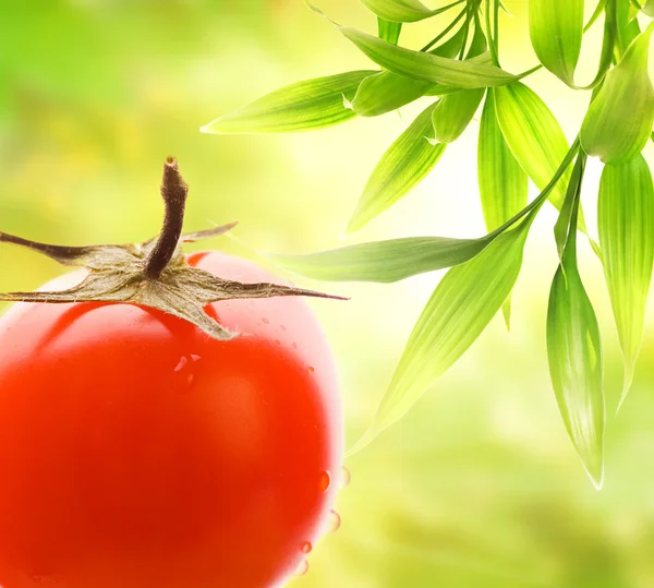 Reife Tomate Auf Abstrakt Grünem Hintergrund — Stockfoto