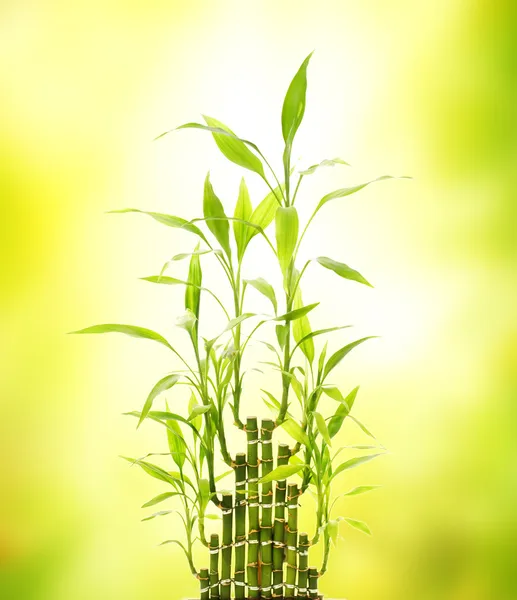 Bulanık Arka Plan Üzerinde Yeşil Bambu Yaprakları — Stok fotoğraf