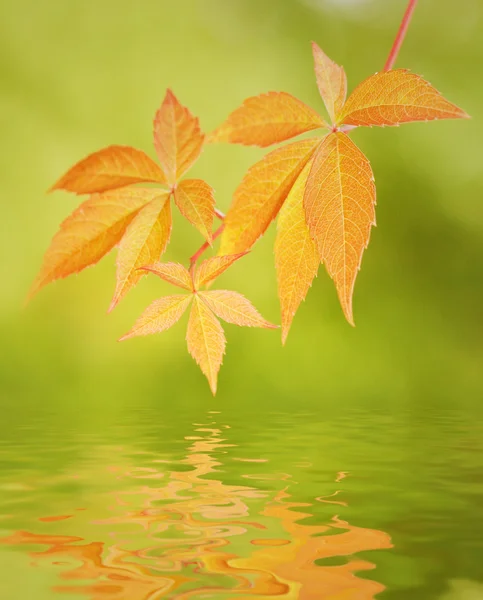 反映在水中的叶子 — 图库照片