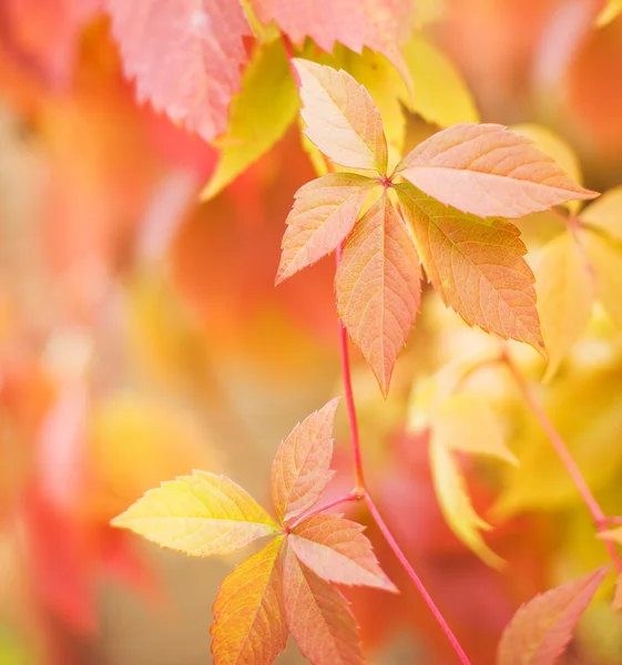 Podzimní Listí Rozmazané Pozadí Abstraktní Mělké Dof — Stock fotografie