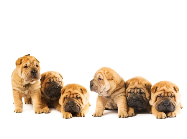 Groep Van Mooie Sharpei Pups Geïsoleerd Witte Achtergrond — Stockfoto