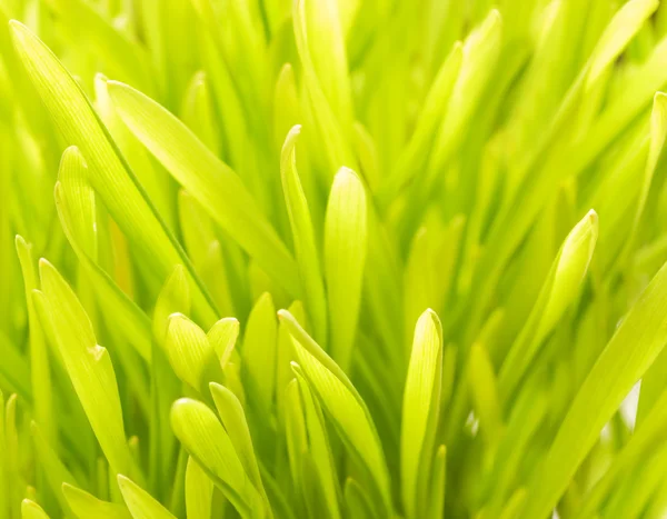 抽象的な緑の草の背景 — ストック写真