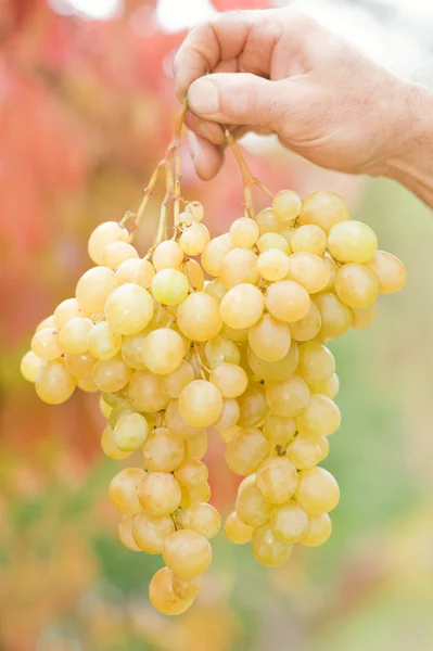 Human hand holding bunch of grapes — Stock Photo, Image