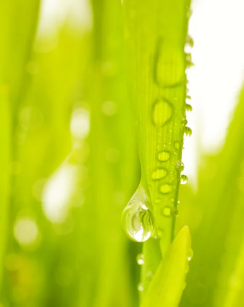 Primer Plano Hierba Verde Con Gotas Lluvia Sobre Ella —  Fotos de Stock