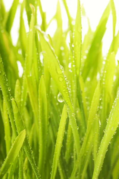 Yeşil çimenlerin üzerine yağmur damlaları ile yakın çekim shot — Stok fotoğraf