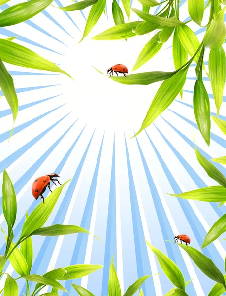 Ladybugs Που Κάθεται Στα Φύλλα Μπαμπού — Φωτογραφία Αρχείου