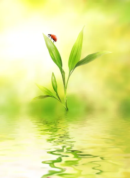 Зеленое растение с божьей коровкой отражается в воде — стоковое фото