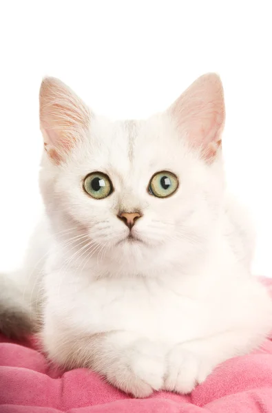 Όμορφη βρετανική γατάκι που βρίσκεται σε ένα ροζ μαξιλάρι. απομονώνονται σε whi — Φωτογραφία Αρχείου