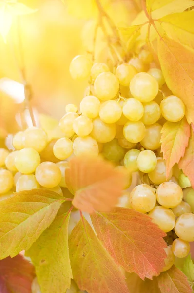 stock image Ripe grapes close-up shot