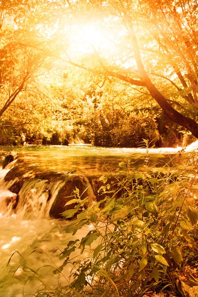 Sonnenschein Herbstlichen Wald — Stockfoto