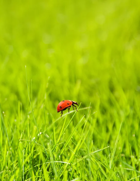 Ladybug sitting on a green grass — Stock Photo, Image
