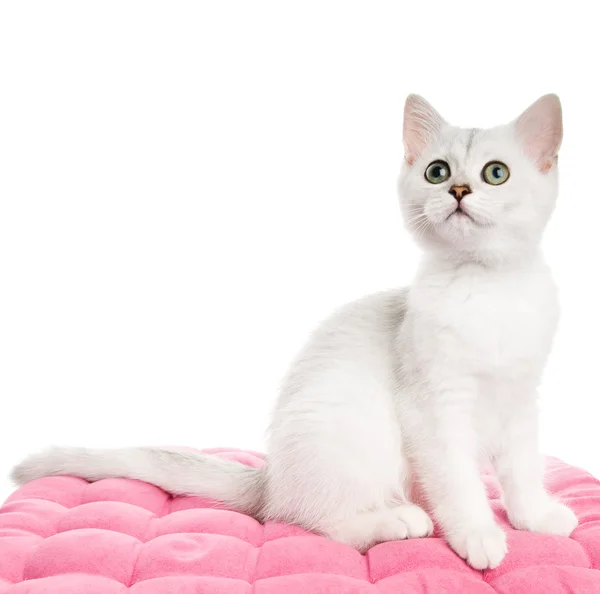 Mooie Britse Kitten Zittend Een Roze Kussen Geïsoleerd Witte Achtergrond — Stockfoto
