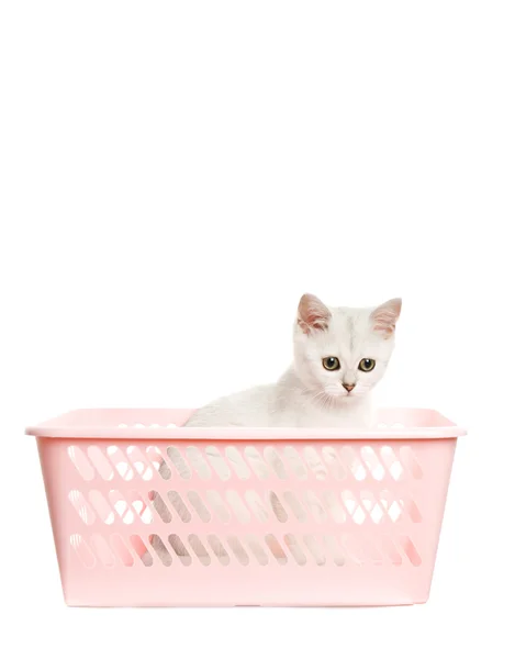 Adorable british kitten sitting in a pink basket. Isolated on wh — Stock Photo, Image