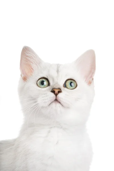 美しい英国の子猫のクローズ アップ ショット 白い背景で隔離 — ストック写真