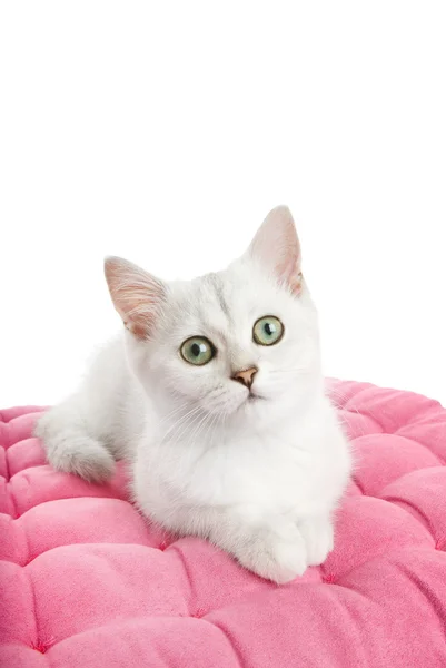 Hermoso Gatito Británico Acostado Una Almohada Rosa Aislado Sobre Fondo —  Fotos de Stock