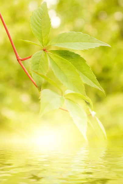 緑色の葉をレンダリングされた水に反映されます。 — ストック写真