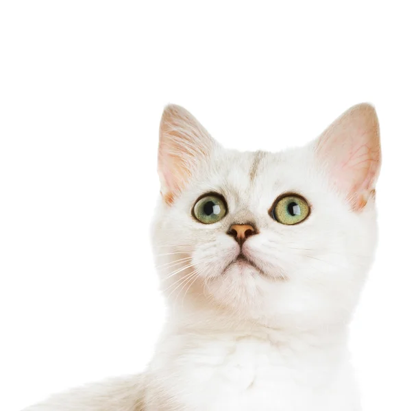 美しい英国の子猫のクローズ アップ ショット。白を上に分離されて — ストック写真