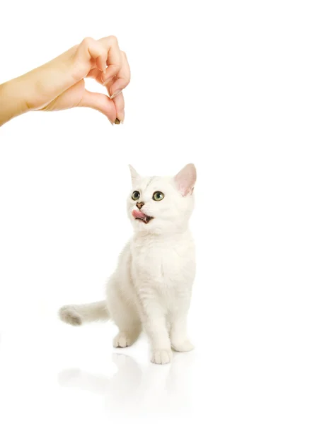 Sevimli Ngiliz Yavru Kedi Yiyecek Için Bekliyor — Stok fotoğraf