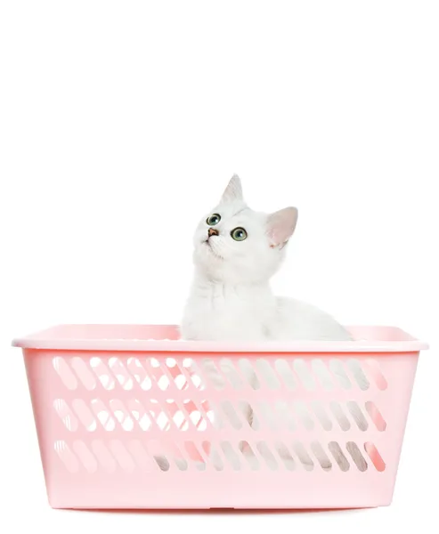 Adorable british kitten sitting in a pink basket and looking up. — Stock Photo, Image