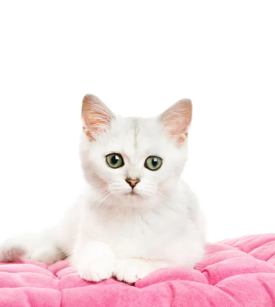 Mooie Britse Kitten Liggend Een Roze Kussen Geïsoleerd Witte Achtergrond — Stockfoto