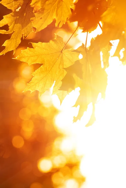 Oranžové Javorové Listy Podzimní Koncepce — Stock fotografie
