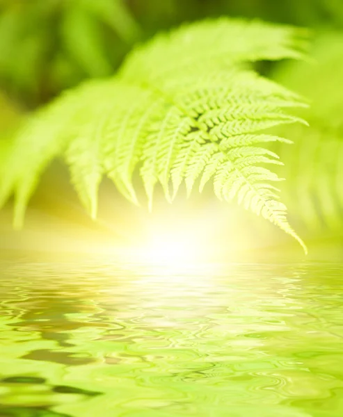 Green Leaves Reflected Rendered Water — Stock Photo, Image