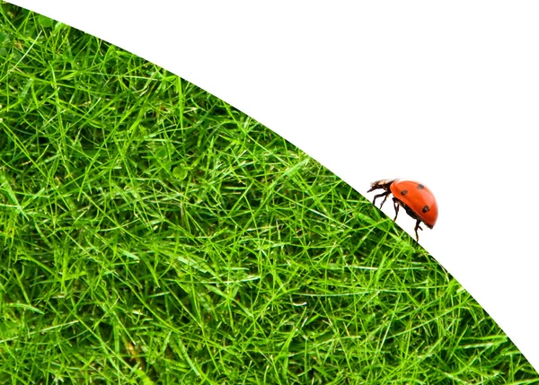Biedronka siedzi na zielonej trawie — Zdjęcie stockowe