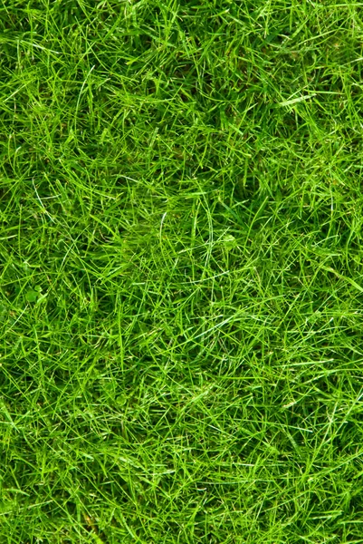 抽象的な緑の草の背景 — ストック写真