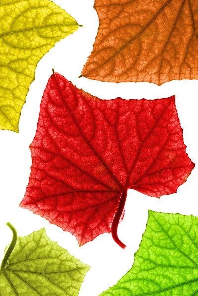 Barevné Podzimní Listí Izolované Bílém Pozadí — Stock fotografie