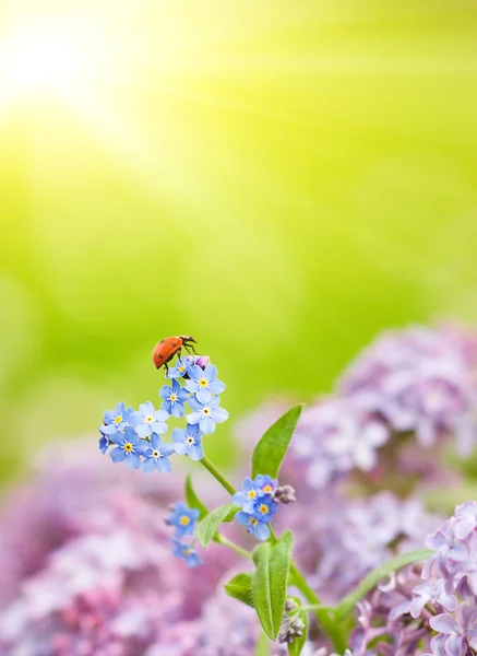 필드의 꽃에 앉아 작은 무당벌레 — 스톡 사진