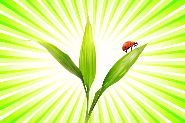 Ladybug Sitting Small Plant — Stock Photo, Image