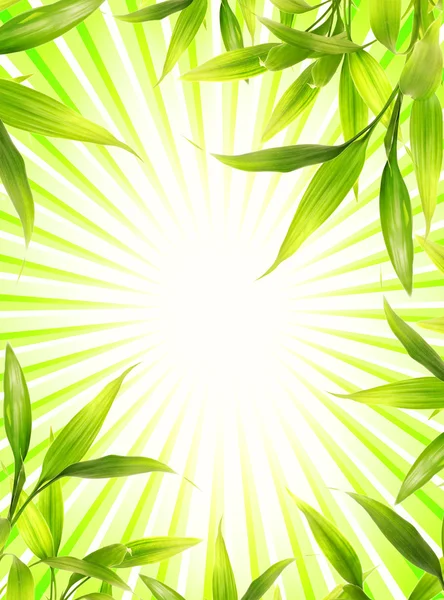 대나무 식물 프레임 추상 녹색 배경 위에 — 스톡 사진