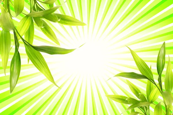 Bambuspflanze Über Abstrakt Grünem Hintergrund — Stockfoto