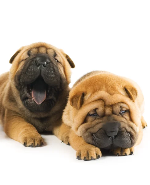 Twee mooie sharpei puppies — Stockfoto