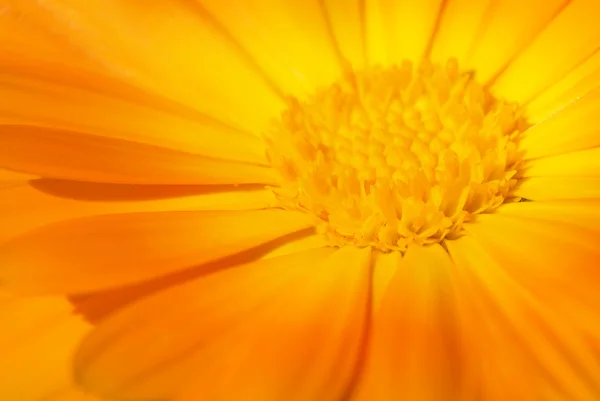 Mooie oranje bloem close-up shot — Stockfoto
