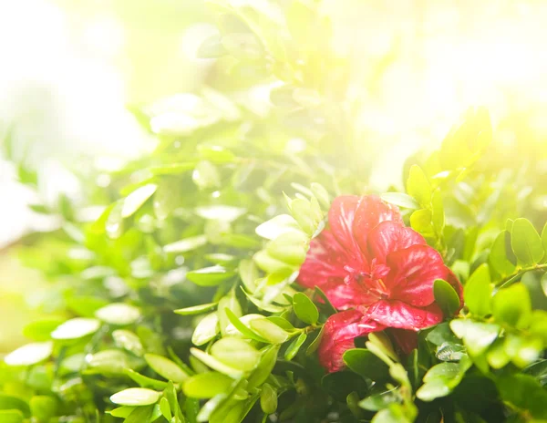Красивый цветок в солнечный день — стоковое фото